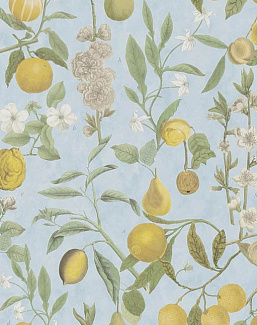 Обои Designers Guild John Derian - Picture Book II PJD6018/02