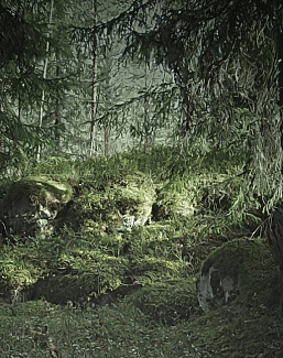 Обои Rebel Walls No 13 Scandinavia R16531