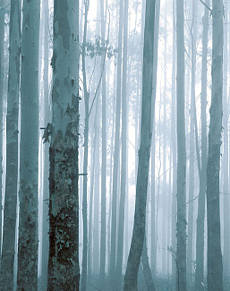 Панно и фотообои Eijffinger Wallpower Favourites 309144