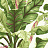 Обои York Ashford House - Ashford Tropics AT7067