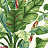 Обои York Ashford House - Ashford Tropics AT7068