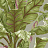 Обои York Ashford House - Ashford Tropics AT7069