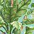 Обои York Ashford House - Ashford Tropics AT7070