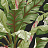 Обои York Ashford House - Ashford Tropics AT7071