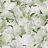 Обои Designers Guild Foscari Fresco with paint Litho PDG1094-03