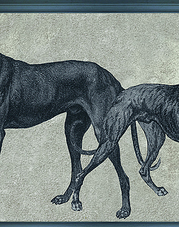 Обои Tenue de Ville Ode Canis Royal/ODE-191915