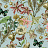 Обои York Blooms II Resource Library BL1725