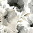 Обои York Blooms II Resource Library BL1771