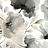 Обои York Blooms II Resource Library BL1771