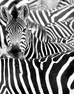 Панно и фотообои Rasch African Queen III 363609