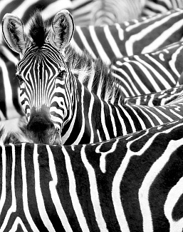 Панно и фотообои Rasch African Queen III 363616