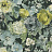 Обои Designers Guild Caprifoglio Wallpapers PDG675-02