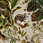 Обои Arte Moooi (Extinct animals) MO2073