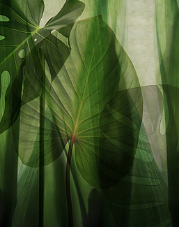 Панно и фотообои Glamora Creative Wallcovering GLRO101A
