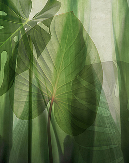 Панно и фотообои Glamora Creative Wallcovering GLRO102A
