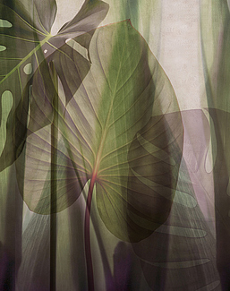 Панно и фотообои Glamora Creative Wallcovering GLRO104A