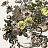 Ткань Clarke & Clarke Floribunda F0472/05