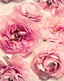 Панно и фотообои Rebel Walls No 11 Bouquet R13091