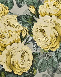 Обои Designers Guild John Derian - Picture Book PJD6002-05