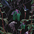 Обои Witch & Watchman Wallpaper Collection Folia Dark