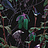 Обои Witch & Watchman Wallpaper Collection Folia Dark