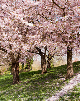 Панно и фотообои Affresco Фрески и фотообои ID13409