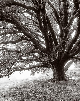 Панно и фотообои Affresco Фрески и фотообои ID12494