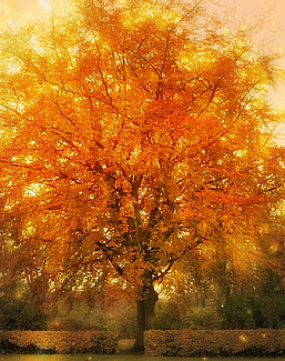 Панно и фотообои Affresco Фрески и фотообои ID12501