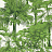 Обои Thibaut Tropics T10103