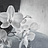 Обои Wall & Deco Contemporary Wallpaper Collection WDLY2001