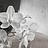 Обои Wall & Deco Contemporary Wallpaper Collection WDLY2002