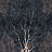 Обои Factura Collection 2021 FORESTA/7