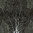 Обои Factura Collection 2021 FORESTA/8