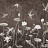 Обои Factura Collection 2021 HANAMI/3