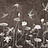 Обои Factura Collection 2021 HANAMI/3