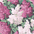 Обои Cole & Son Botanical Botanica 115/1001