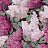 Обои Cole & Son Botanical Botanica 115/15045 (A+B)