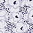 Ткань Duralee Eileen K. Boyd Vol.2 - Pewter, African Violet 21088/241