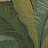 Ткань Duralee Wainwright II - Aqua, Pistachio 15550/597