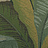 Ткань Duralee Wainwright II - Aqua, Pistachio 15550/597