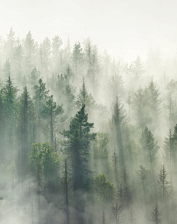 Панно и фотообои Ortograf Бесшовные обои и фрески ECO 34456