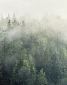 Панно и фотообои Ortograf Бесшовные обои и фрески ECO 34462