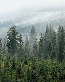 Панно и фотообои Ortograf Бесшовные обои и фрески ECO 34780