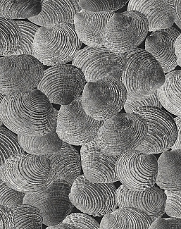 Панно и фотообои Italreflexes Macro Shell-002/Slate