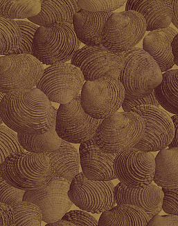 Панно и фотообои Italreflexes Macro Shell-002/PureGold