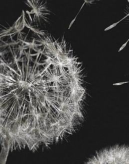 Панно и фотообои Italreflexes Macro Taraxacum-003/Slate
