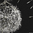 Панно и фотообои Italreflexes Macro Taraxacum-003/Slate