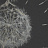 Панно и фотообои Italreflexes Macro Taraxacum-003/Silver