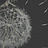 Панно и фотообои Italreflexes Macro Taraxacum-003/Silver