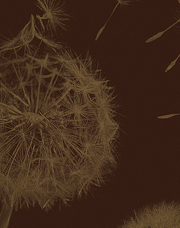 Панно и фотообои Italreflexes Macro Taraxacum-003/Gold